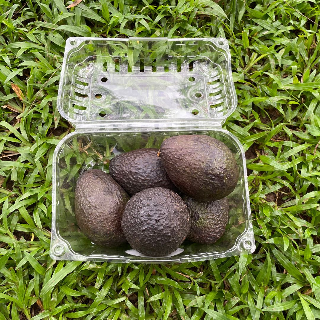 SUSCRIPCION GOLD Aguacate hass 5 unidades