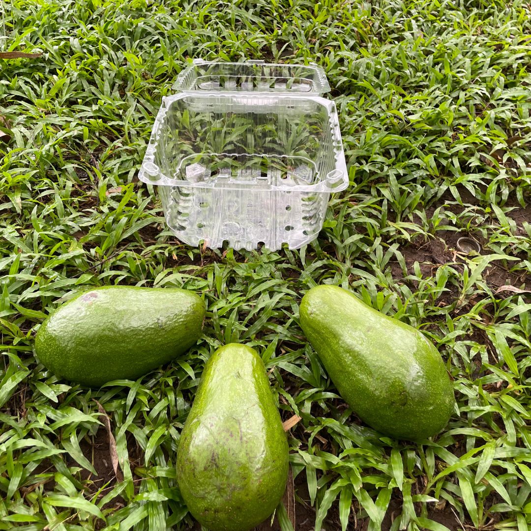 SUSCRIPCION GOLD Aguacate Mantequilla 3 unidades