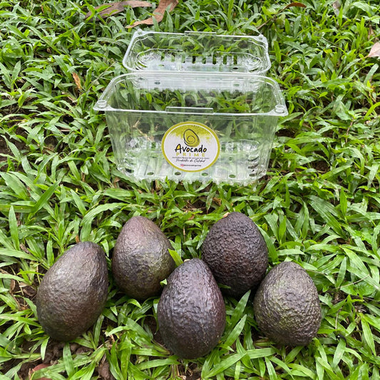 SUSCRIPCION SILVER Aguacate hass 5 unidades